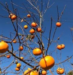 Persimmon Tree Cafe