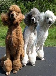 Three Poodles Dog Grooming