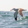 Flying Albatross
