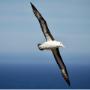 Albatross