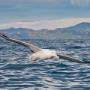 Albatross