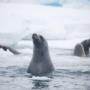 Crabeater Seals