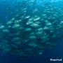 school of Tuna