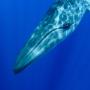 Whale