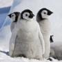 Penguins