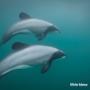 Hector's Dolphins