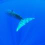 Whale
