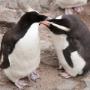 erect crested penguins