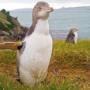Yellow eyed penguin