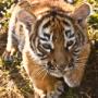 Tiger cub