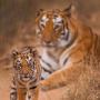 Tiger cub with mother