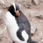 erect crested penguin