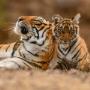 Tiger cub with mother