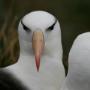 Albatross