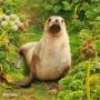 Sea lion - Lou Sanson