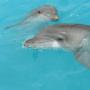 Dolphins