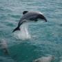Hector's Dolphin