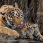 Tiger cub with mother