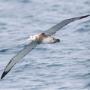 Albatross flying