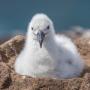 Baby Albatross