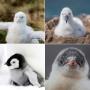 Baby Albatross and baby penguins