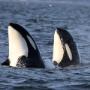 Two Orca