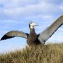 Albatross