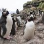erect crested penguin