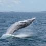 Whale