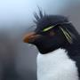 Rock Hopper penguin