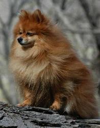 Creature Comforts Pet Resort NZ