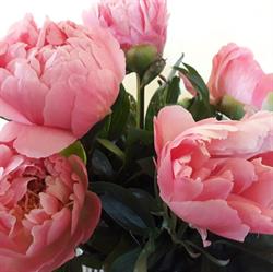 Blokkers Nurseries