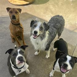 Alameda Kennels & Cattery