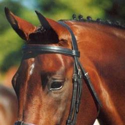 Manuka Sport Horses