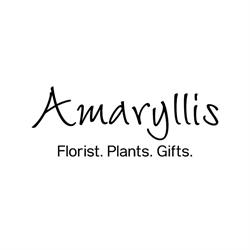 Amaryllis for flowers Ltd