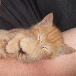 Eskdale Cattery