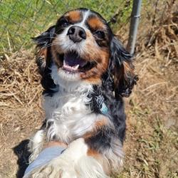 Donquest Kennels & Cattery