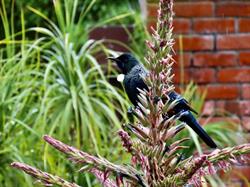 Bason Botanic Gardens