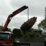Phoenix Palm Removal