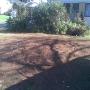 Stump After Grinding
