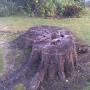 Stump Before