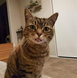 Keepin-Katz Breeding and Boarding Cattery