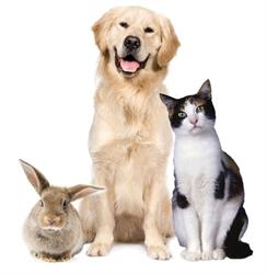 Pets Alive