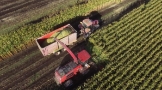 Harvesting Maize Silage