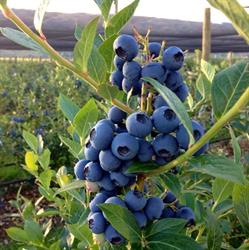 Gourmet Summerfruit Ltd, Roxburgh Roxburgh Orchardists