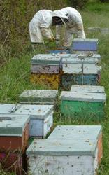 Jacob's Well Honey Ltd, Whitianga Beekeeping