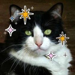 Lifestyle Animals & Pet Supplies Ltd