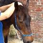 Uploaded by visitor on 31/08/2015 - Bowen being done a horse