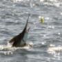 Striped Marlin