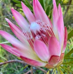 Protea Patch